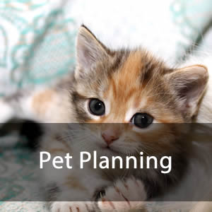 Pet Planning - A picture of a cute kitten